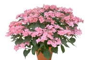 Hydrangea macrophylla Stars Sirius (14 cm)