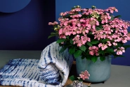 Hydrangea macrophylla Stars Sirius (14 cm)