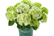 Hydrangea macrophylla Magical Noblesse (14 cm)