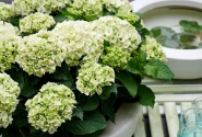 Hydrangea macrophylla Magical Noblesse (14 cm)