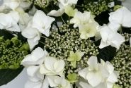 Hydrangea macrophylla Teller Avior white (14 cm)