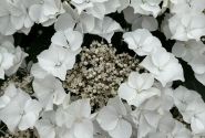Hydrangea macrophylla Teller Avior white (14 cm)