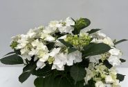 Hydrangea macrophylla Teller Avior white (14 cm)