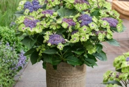 Hydrangea macrophylla Magical Lacecap Edgy Green blue (14 cm)