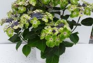 Hydrangea macrophylla Magical Lacecap Edgy Green blue (14 cm)