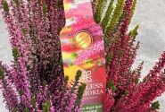 Calluna vulgaris 6 Pack Endless Euphoria