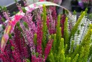 Calluna vulgaris 6 Pack Endless Euphoria
