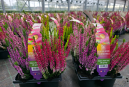Calluna vulgaris 6 Pack Endless Euphoria