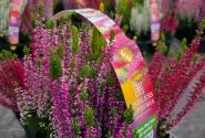 Calluna vulgaris 6 Pack Endless Euphoria