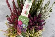 Calluna vulgaris 6 Pack Cascada