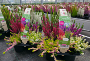 Calluna vulgaris 6 Pack Cascada