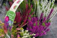 Calluna vulgaris 6 Pack Cascada