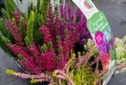 Calluna vulgaris 6 Pack Cascada