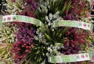 Calluna vulgaris 6 Pack Cascada