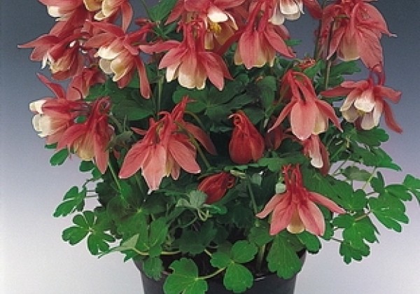 Aquilegia flabellata Cameo Rose and White