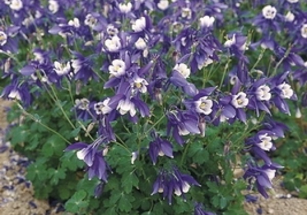 Aquilegia hybrida Spring Magic Blue and White