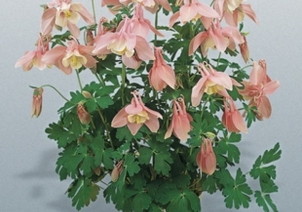Aquilegia hybrida Spring Magic Pink and White