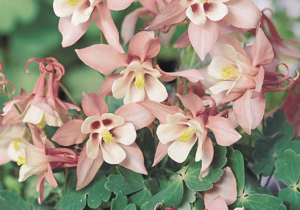 Aquilegia hybrida Spring Magic Pink and White