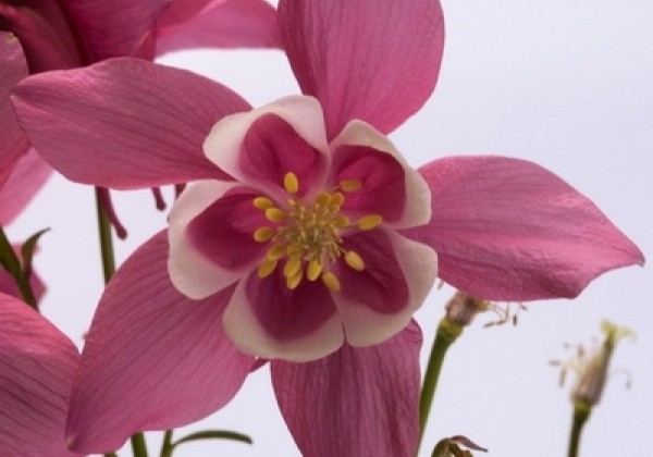 Aquilegia hybrida Spring Magic Rose and White