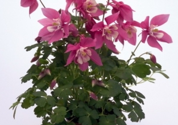 Aquilegia hybrida Spring Magic Rose and White