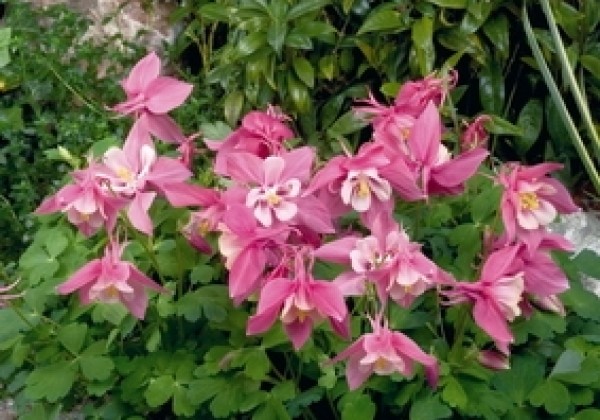 Aquilegia hybrida Spring Magic Rose and White