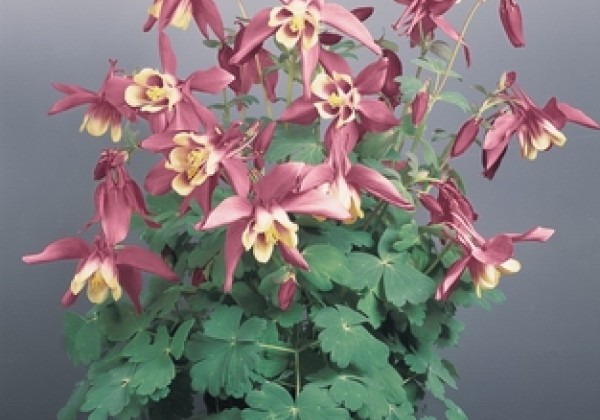 Aquilegia hybrida Spring Magic Rose and Ivory