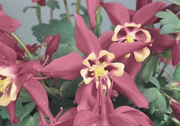 Aquilegia hybrida Spring Magic Rose and Ivory