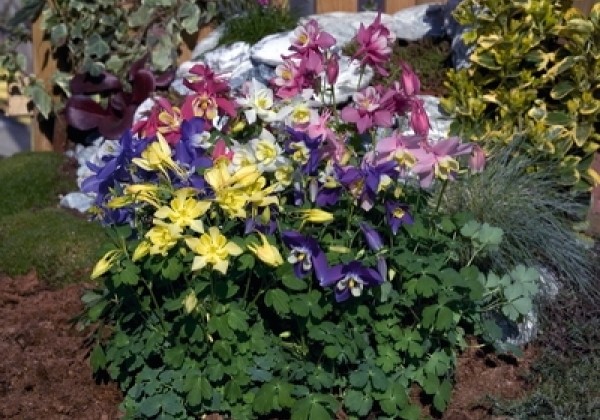 Aquilegia hybrida Spring Magic Mix