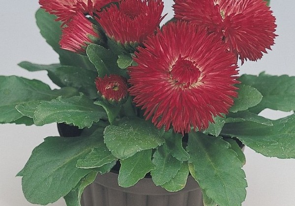 Bellis perennis Roggli Red