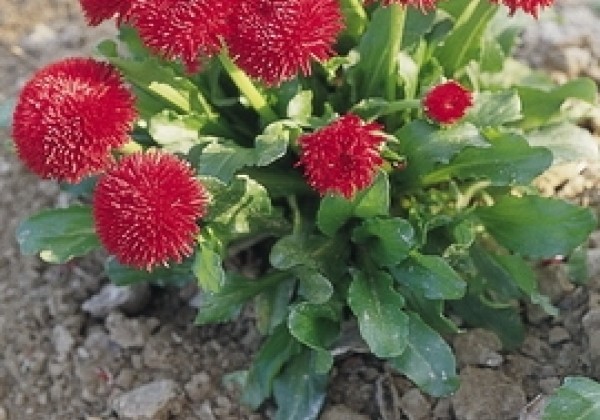 Bellis perennis Roggli Red