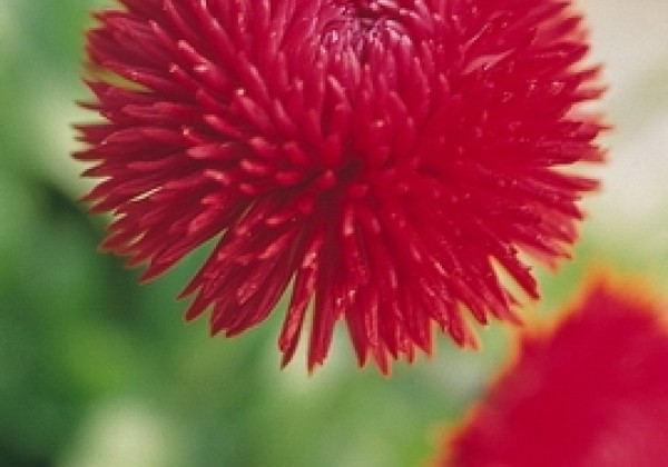 Bellis perennis Roggli Red