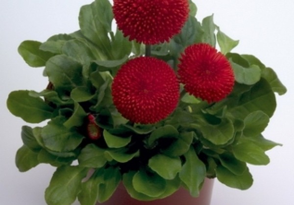 Bellis perennis Tasso Red