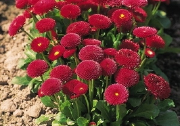 Bellis perennis Tasso Red