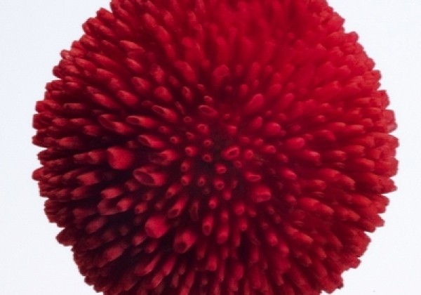 Bellis perennis Tasso Red