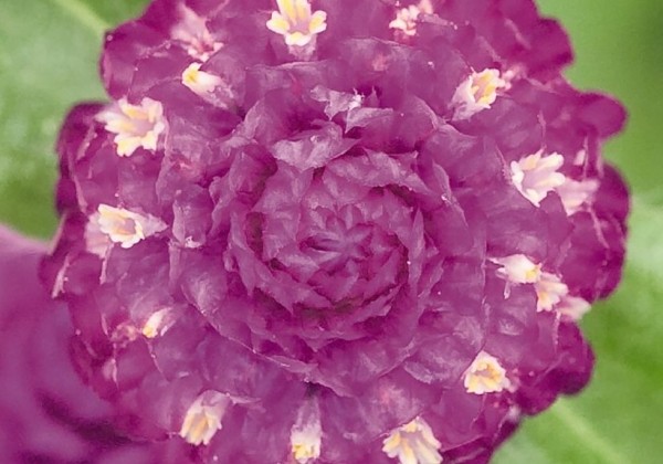 Gomphrena globosa Las Vegas Purple