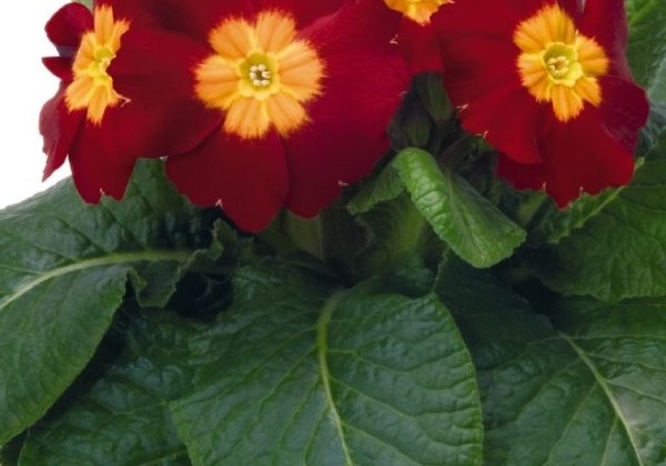 Primula elatior Piano Red