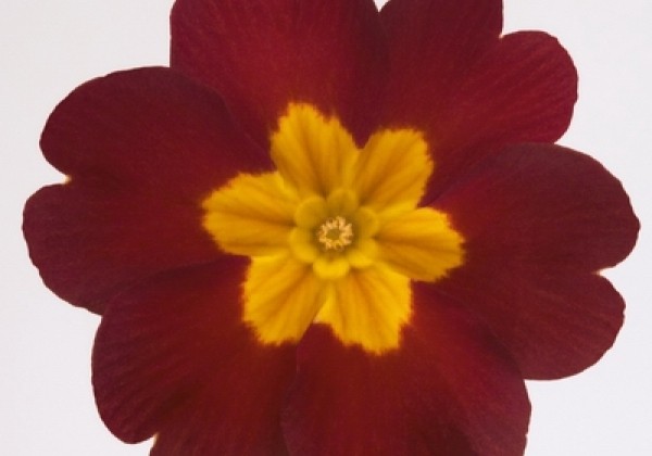Primula elatior Piano Red