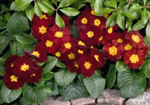 Primula elatior Piano Red