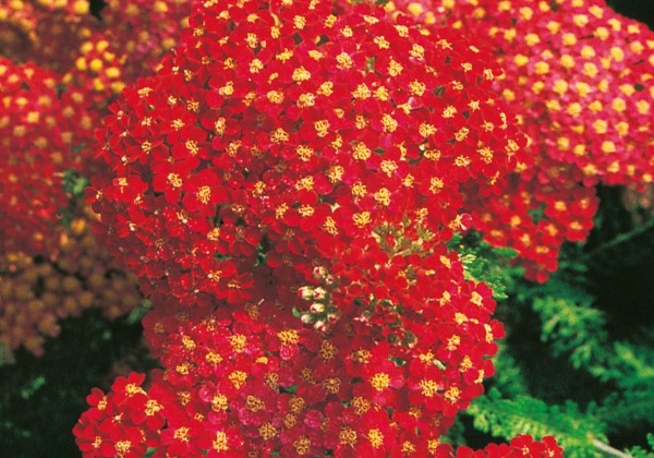 Achillea millefolium Paprika