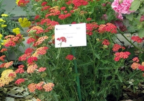 Achillea millefolium Paprika