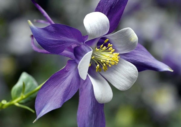 Aquilegia caerulea Kirigami Deep Blue & White