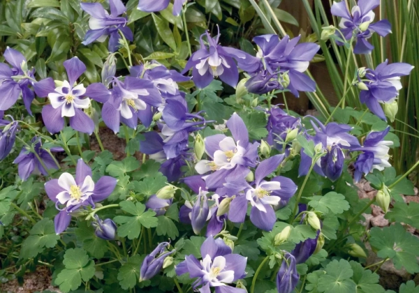 Aquilegia caerulea Spring Magic Navy and White