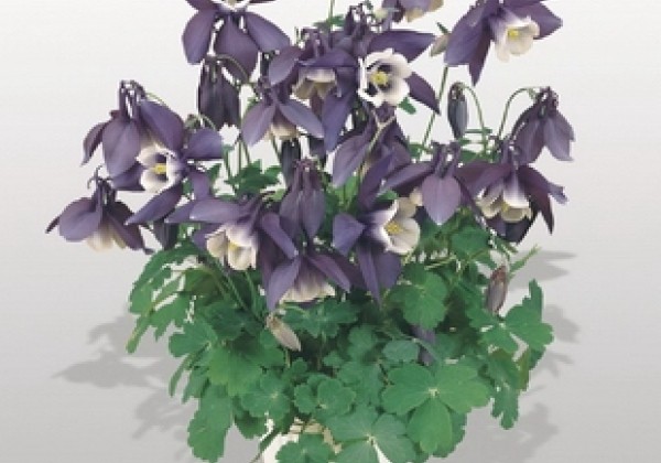 Aquilegia caerulea Spring Magic Navy and White