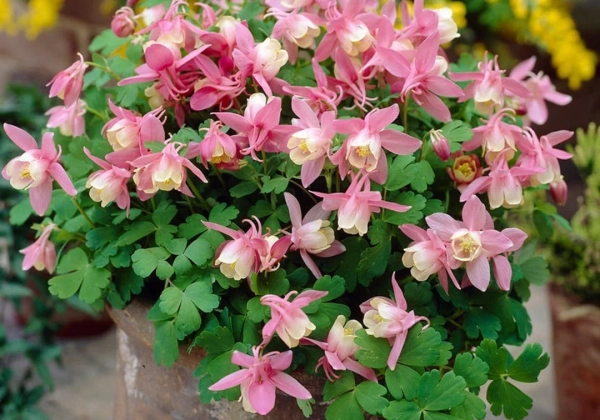 Aquilegia caerulea Spring Magic Rose and White