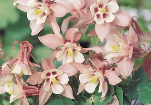 Aquilegia caerulea Spring Magic Rose and White