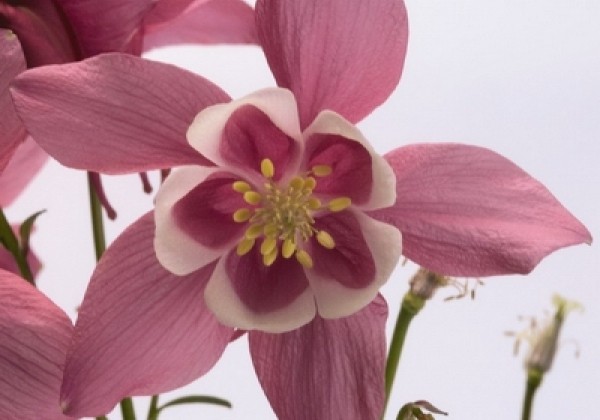 Aquilegia caerulea Spring Magic Rose and White