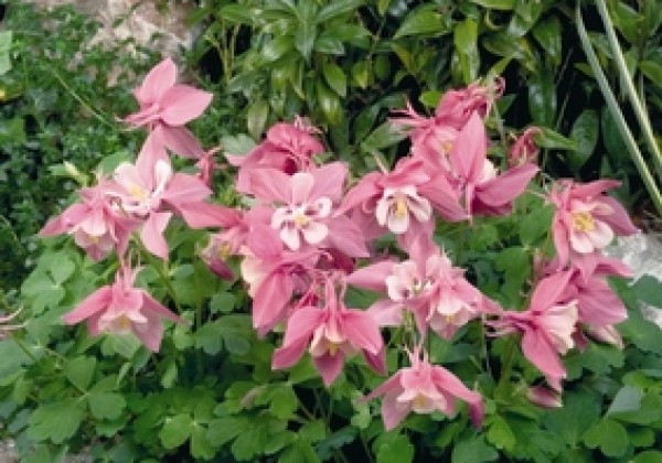 Aquilegia caerulea Spring Magic Rose and White