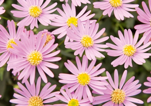Brachyscome multifida Delight Pink