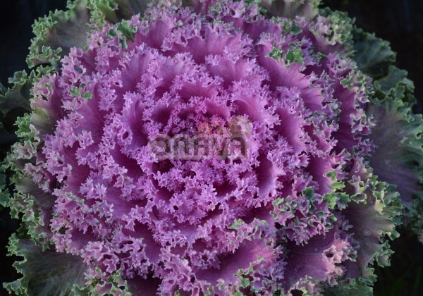 Brassica oleracea Nagoya Red
