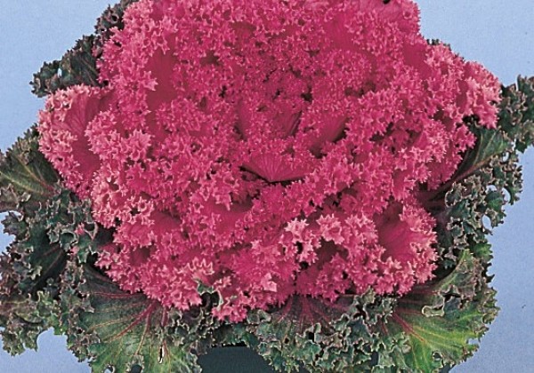 Brassica oleracea Nagoya Rose